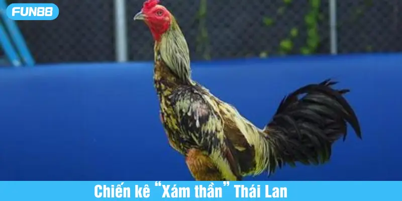 chiến kê xám thần thái lan