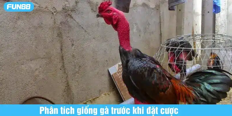 phân tích giống gà trước khi đặt cược