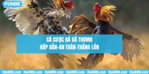 cá cược đá gà thomo - hấp dẫn, an toàn, thắng lớn