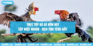 trực tiếp đá gà hôm nay - cập nhật nhanh, kịch tính từng giây